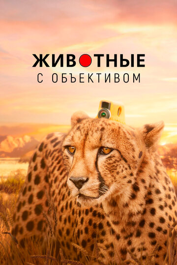 Животные в объективе (сериал)