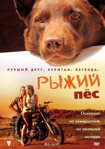 Рудий пес