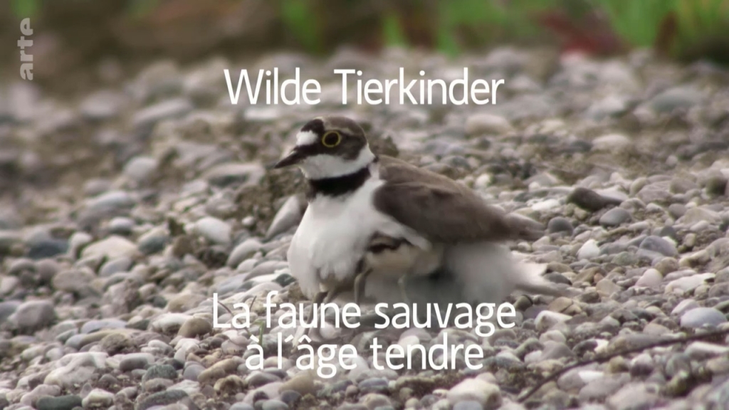 Wilde Tierkinder