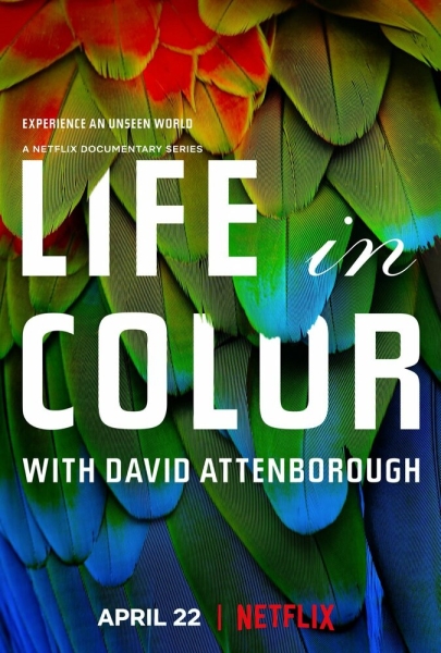 Life in Colour