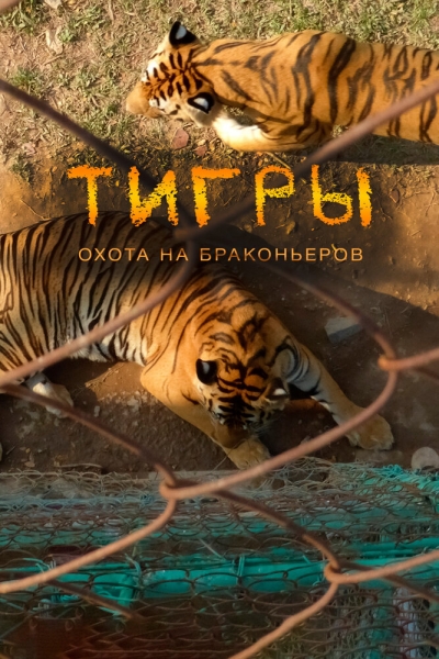 Tigers: Hunting the Traffickers