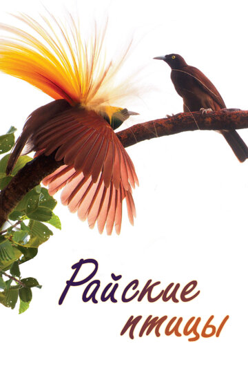 Birds of Paradise