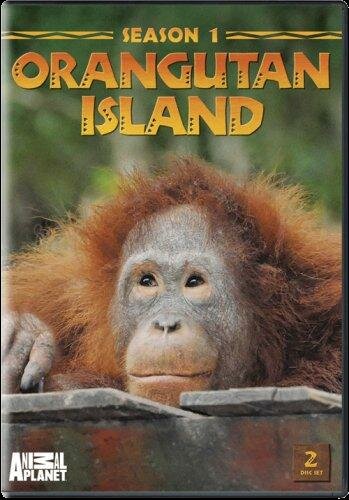 Orangutan Island